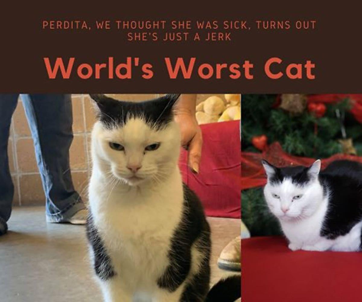 «Худшая кошка в мире» - Пердита сама выбрала себе новых хозяев