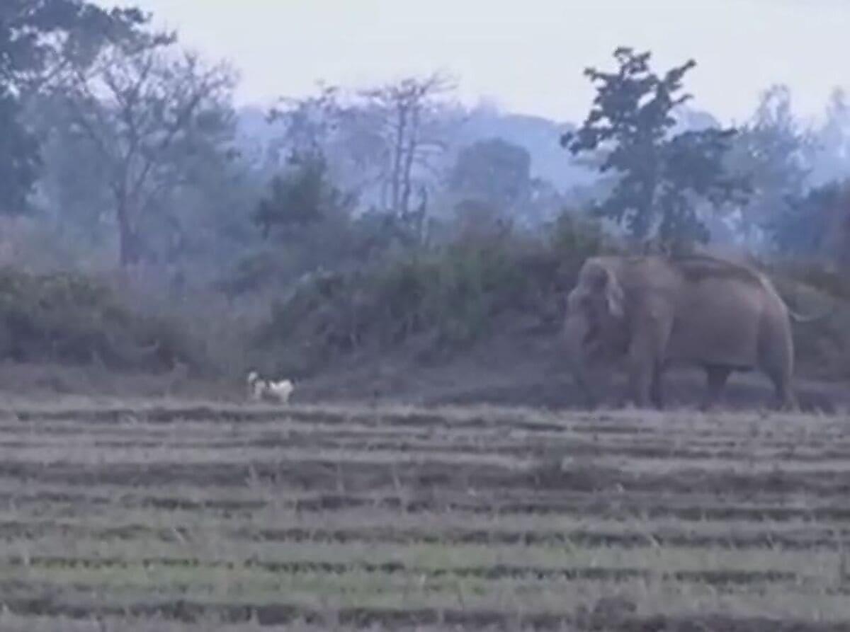 Отважный пёс, охраняющий поле, не допустил слонов на свою территорию