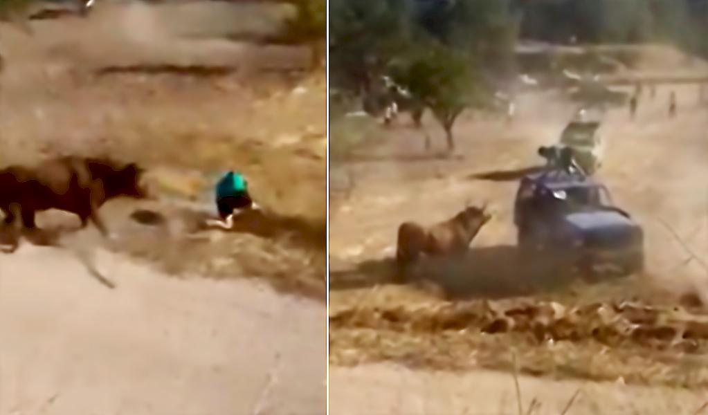 Спасение экстремала от быка попало на видео в Мексике