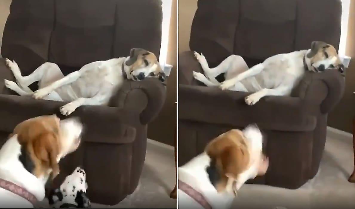 Утомлённый пёс прилёг отдохнуть от своих соплеменников и рассмешил сеть - видео