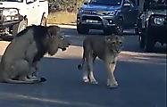 Ворчливый лев, высказавший львице своё недовольство, рассмешил туристов в ЮАР