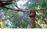 Бабуин прогнал наглого леопарда, устроившего охоту за ним на дереве