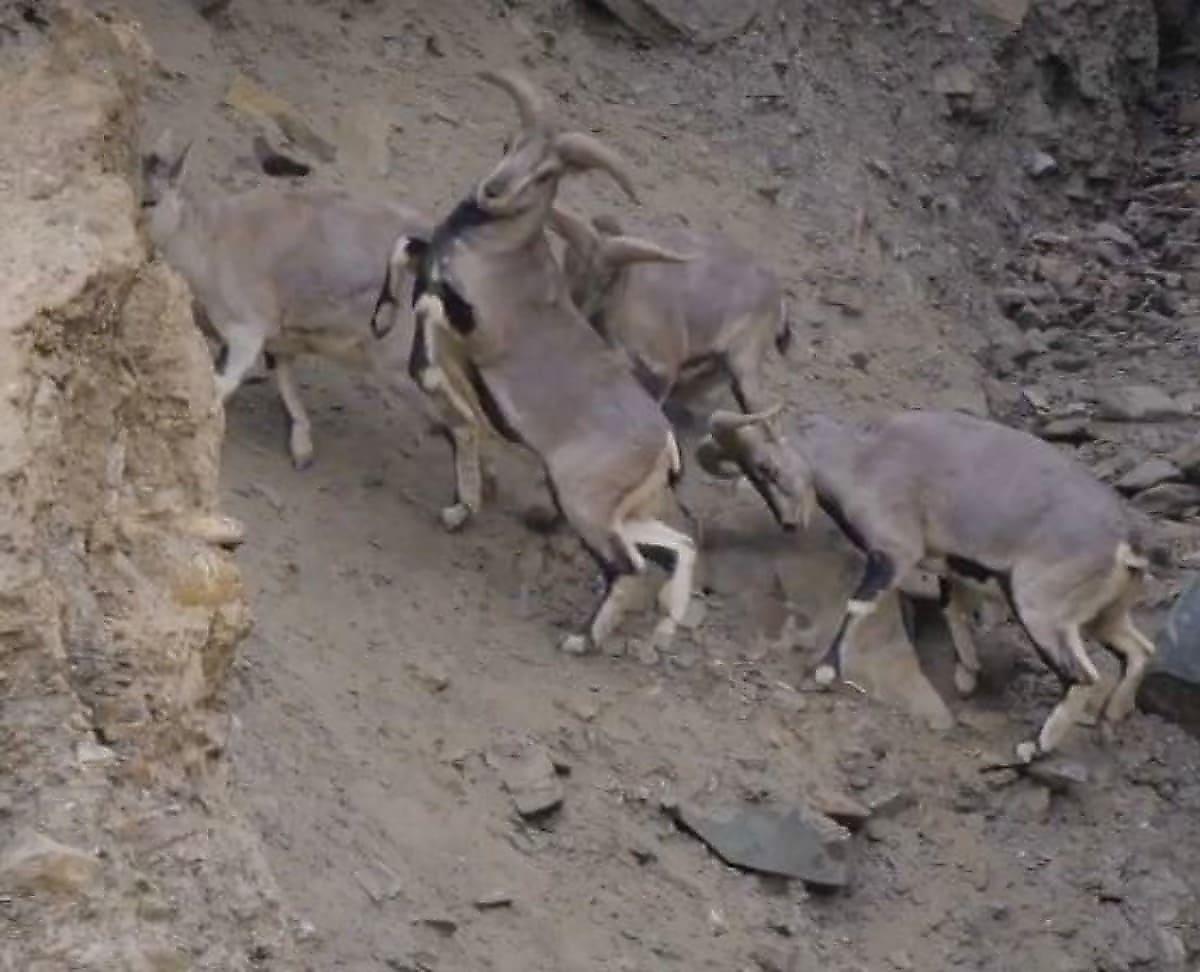 Голубые бараны, рискуя сорваться в пропасть, делят самок в горах Тибета