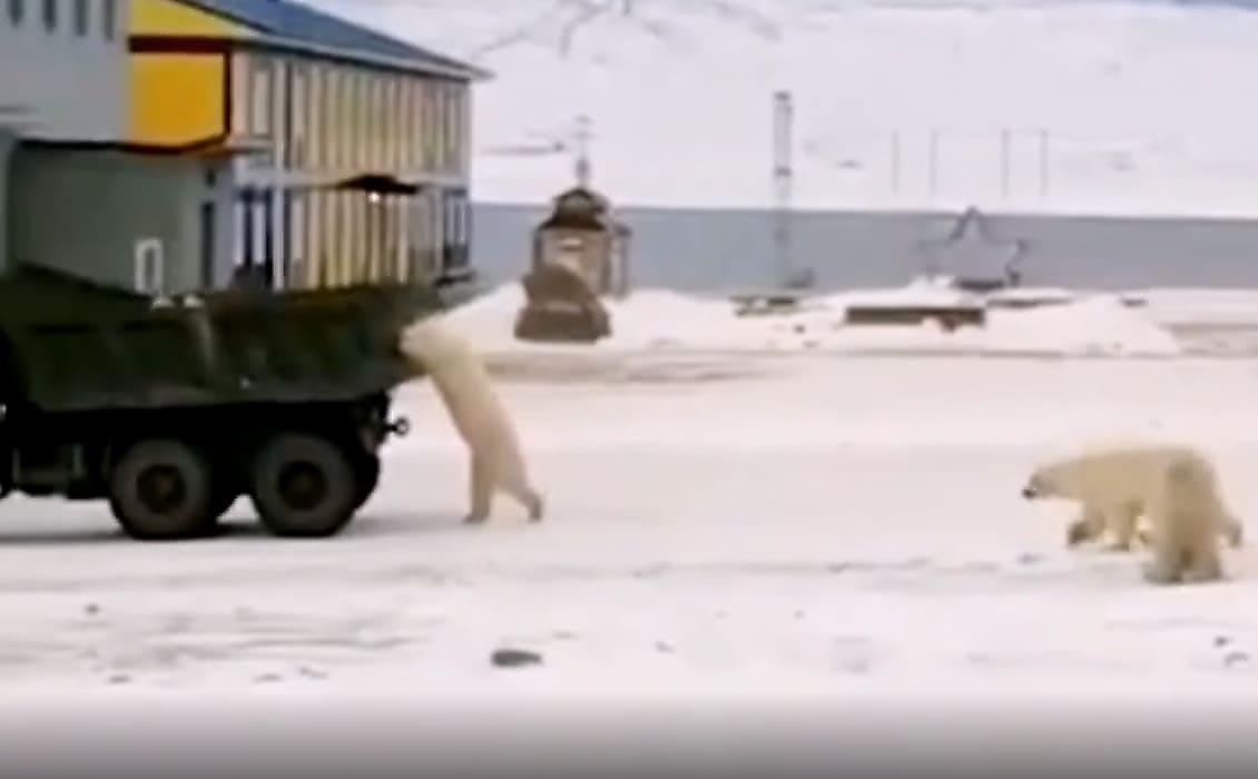 Группа полярных медведей попыталась остановить самосвал и попала на видео в Якутии