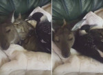 Кенгурёнок, кот и сорока устроили романтическую встречу в кровати хозяйки