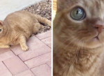 Кошка с огромными глазищами стала знаменитостью в интернете ▶