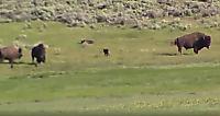 Отважная самка бизона попала на видео, пытаясь отбить тушу детёныша у хищников