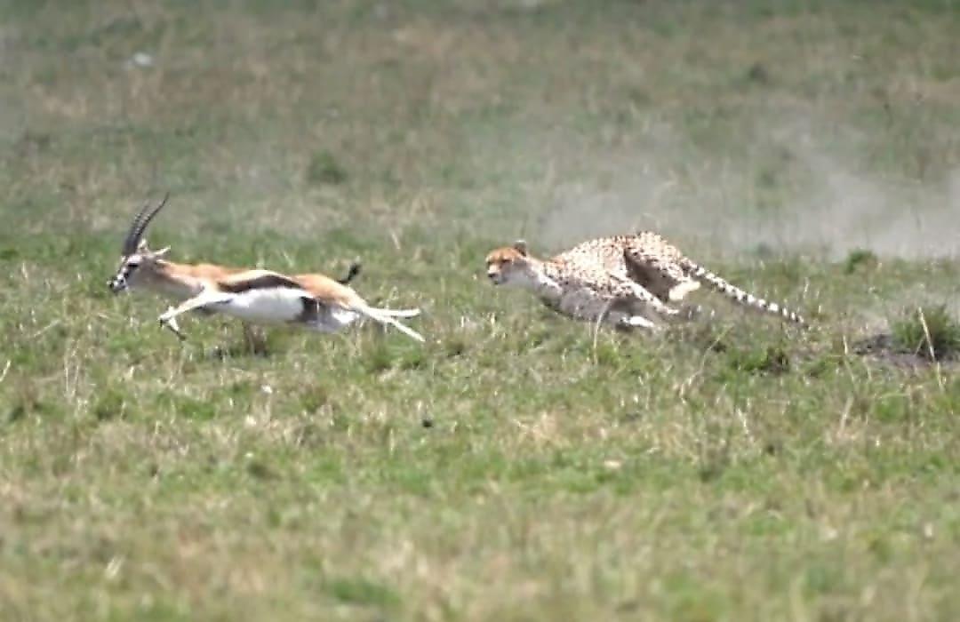 Погоня гепарда за антилопой попала на видео в Кении