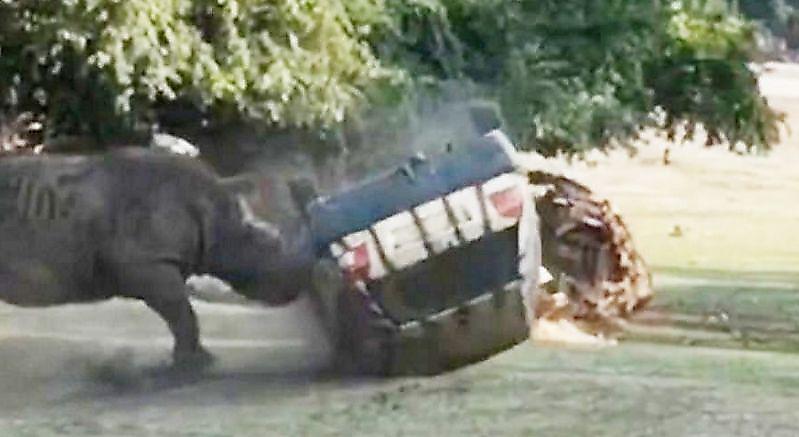 Разгневанный носорог трижды перевернул машину сотрудника немецкого заповедника ▶