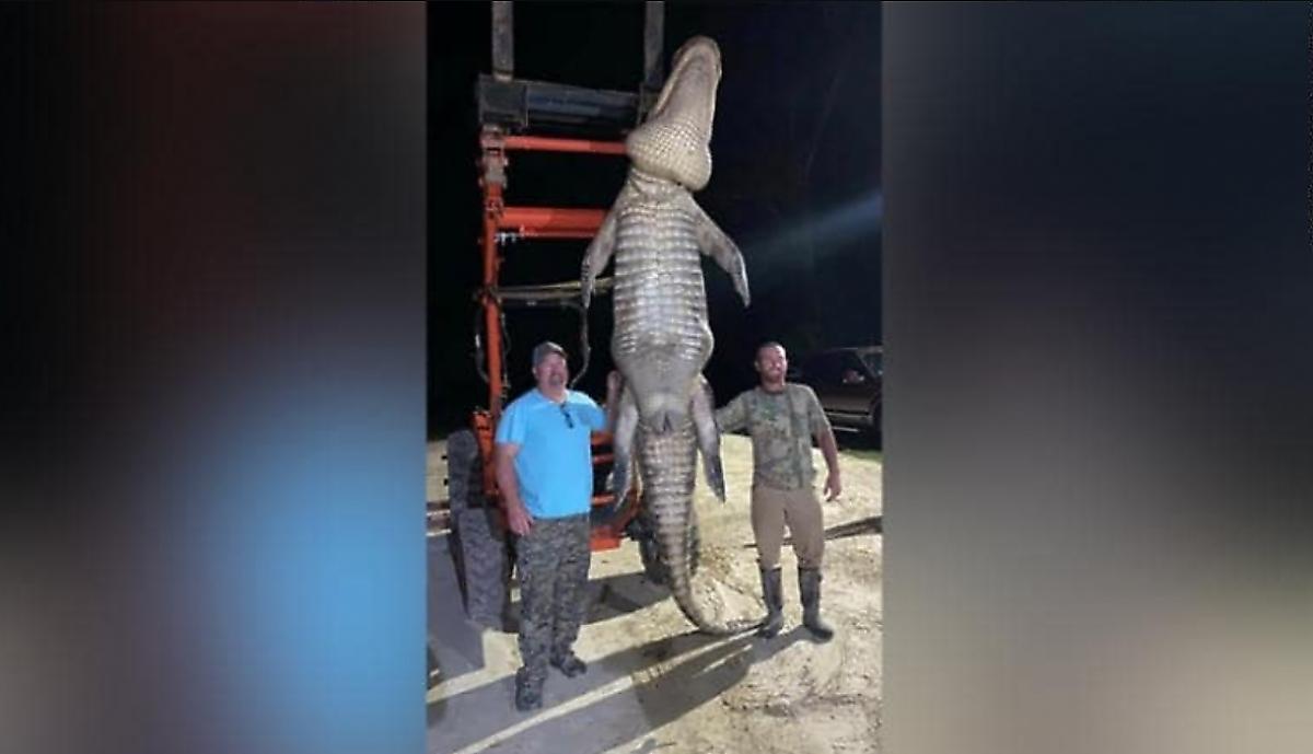 Рыбак ликвидировал гигантского аллигатора, три года следящего за ним