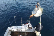 Рыбаки спасли троих путешественников, дрейфующих на перевёрнутой лодке в океане ▶