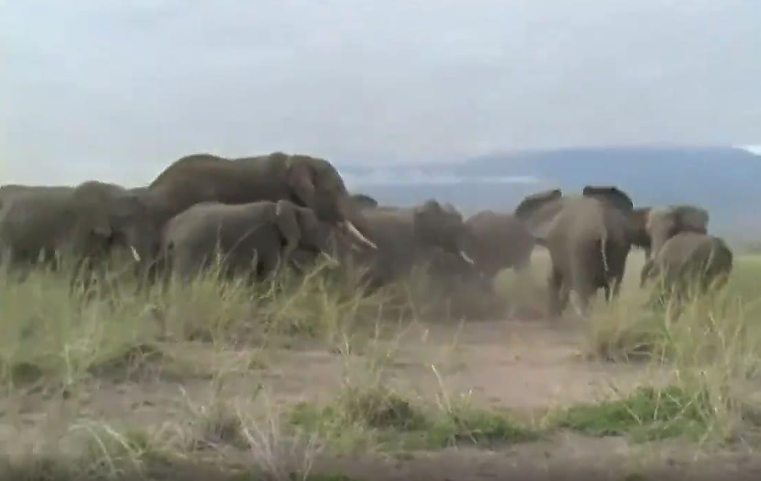 Слоны, обнаружив бездыханного слонёнка, впали в уныние на глазах у туристов