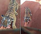 Упрямый тигр попытался отгрызть облицовку у сафари-мобиля в Индии