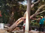Бразильский дровосек чудом не пострадал и оказался между сучьями падающего дерева