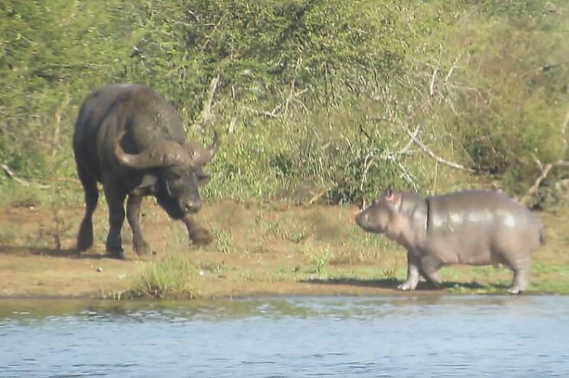 Детёныш бегемота прогнал крокодила и сбежал от злого буйвола в африканском заповеднике ▶