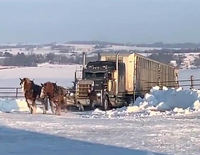 Две лошади взяли на буксир застрявшую на скользкой дороге фуру (Видео)