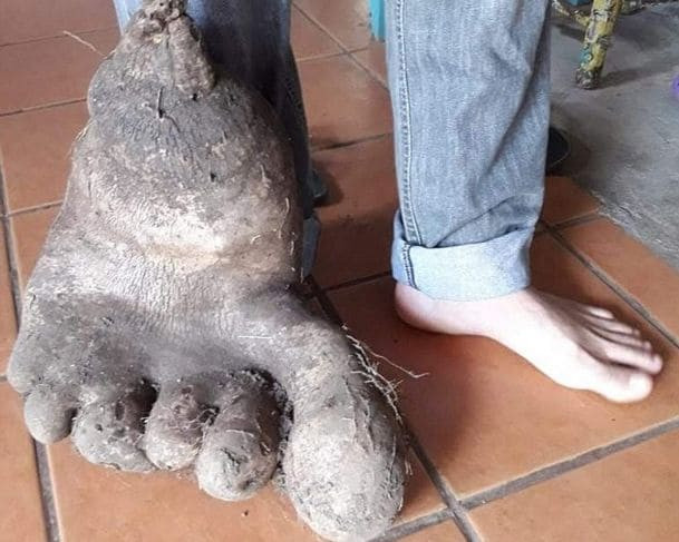 Картофель-мутант, похожий на гигантскую ногу, вырос в Бразилии