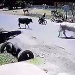 Коварный бык в прыжке спустил на землю мотоциклиста
