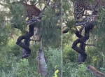 Леопард, забравшись на дерево, отстоял свою добычу у гиены​