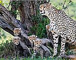 Плодовитая самка гепарда родила семерых детёнышей в заповеднике Масаи-Мара ▶ 5