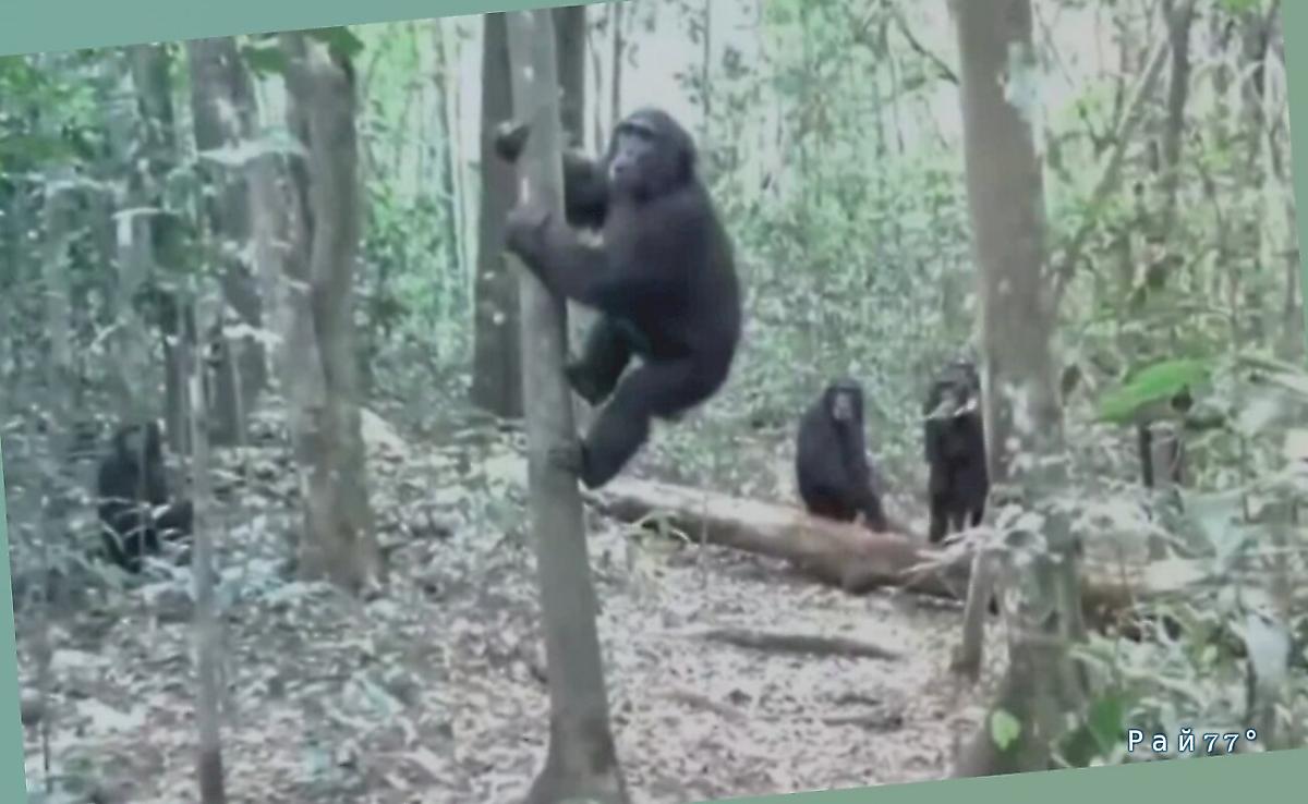 Продолжается гражданская война шимпанзе в Уганде ▶️ Продолжается гражданская война шимпанзе в Уганде ▶️
