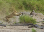 Прыткая зебра оставила львицу без обеда на глазах у туристов в Кении