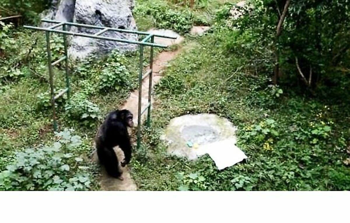 Шимпанзе постирал одежду смотрителя в китайском заповеднике
