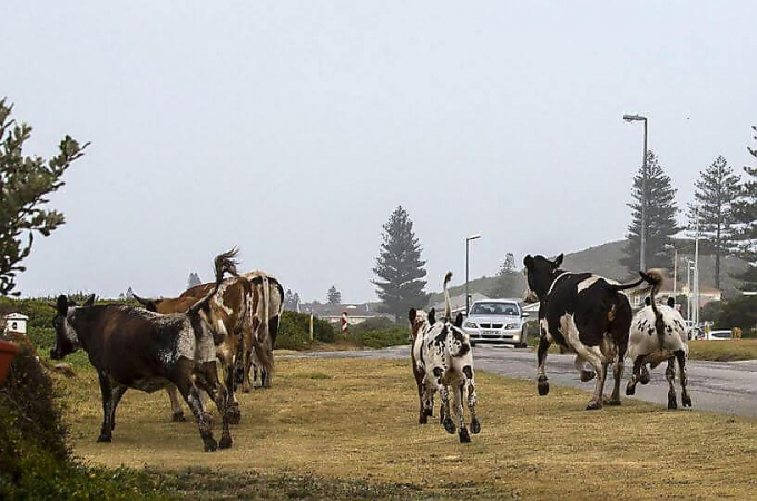 Стадо сбежавших коров посеяло панику в африканской деревне