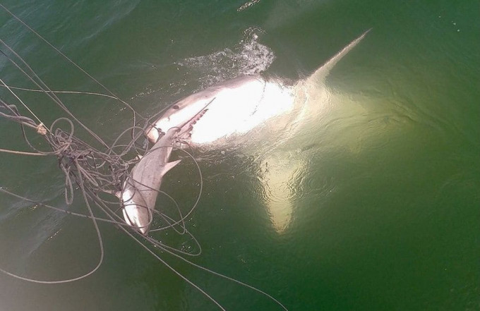 Акула утащила соплеменницу, пойманную американскими исследователями