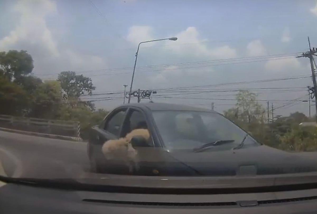 Автомобиль под управлением дамы с собачкой не разъехался с другой легковушкой в Тайланде