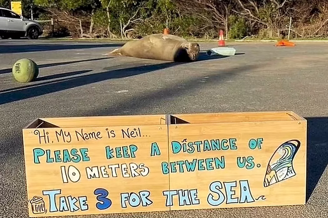 Грузный тюлень пробрался на участок и заблокировал автомобиль: видео