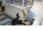 К спасению кошки, застрявшей в «умном» туалете, подключились все обитатели кошачьего питомника