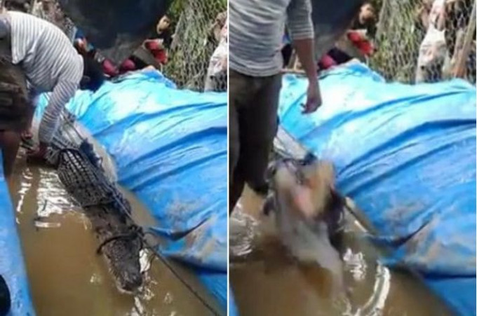 Крокодил атаковал беспечного малайца (Видео)