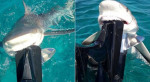 Лимонная акула проверила на прочность двигатель рыбацкой лодки на Багамах (Видео)