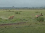 Погоня терпеливой львицы за антилопой попала на видео в Кении