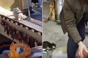 Проделки усатых любителей рыбы, застигнутых на месте преступления, попали на видеокамеру в Китае