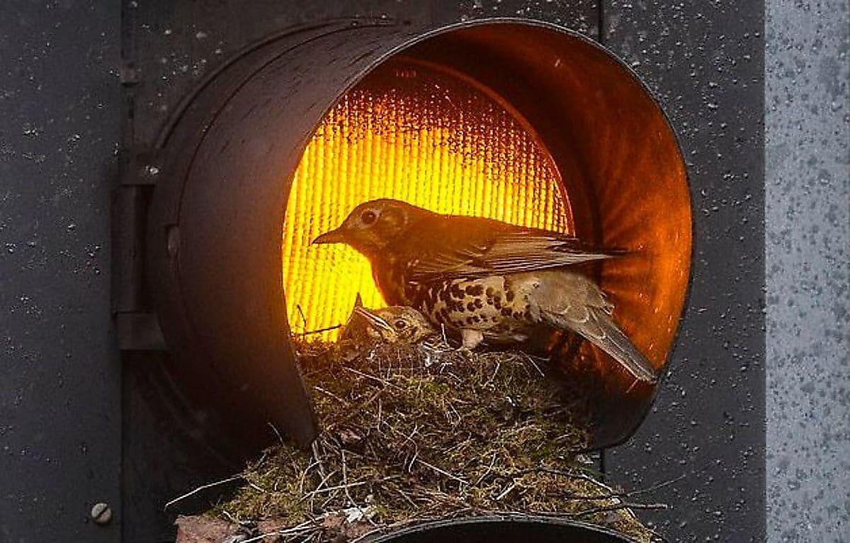 Семейство дроздов свило в светофоре уютное гнездо для своих птенцов