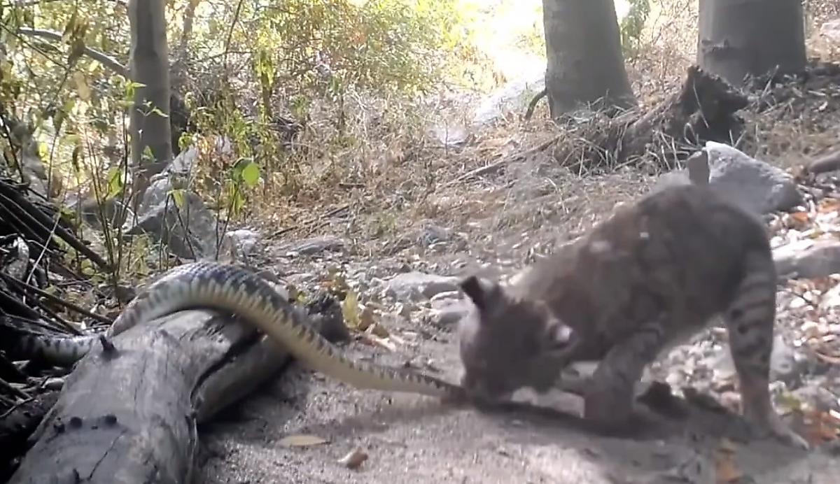 Схватка рыси с гремучей змеёй попала на видео в американском заповеднике