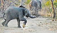 Слонёнок, гоняющий навозный шарик, удивил туристов своими футбольными способностями ▶