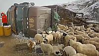 Сотни овец, выпавшие из кузова перевернувшегося грузовика не пережили падения в Китае