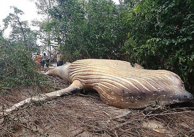 Тушу горбатого кита обнаружили посреди джунглей в Бразилии ▶