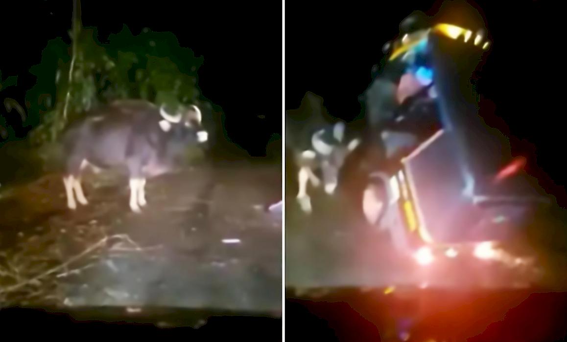 Водитель моторикши успел спастись, встретив на пути разъярённого быка в Индии
