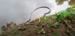 Кобра попала в ловушку, проглотив запутавшуюся в рыболовной сети змею (Видео)