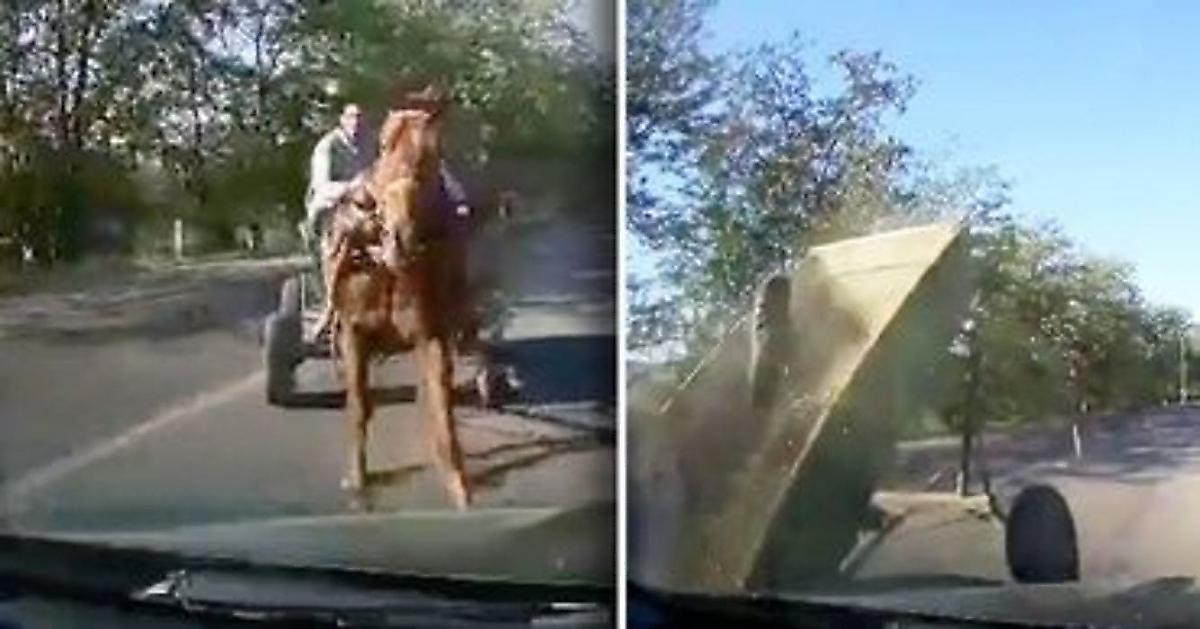 Лошадь, запряжённая в гужевую повозку не разошлась с легковушкой на узкой дороге - видео