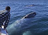 Любопытные киты встретили самоизолирующихся на катере туристов