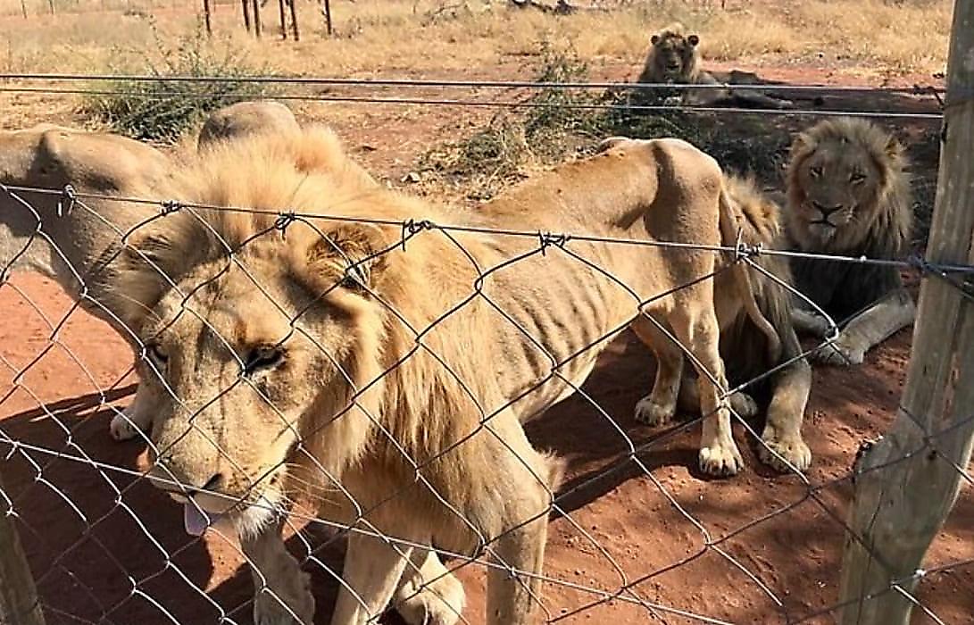 Немецкие зоозащитники спасли 10 львов, содержащихся в неволе для трофейной охоты в ЮАР