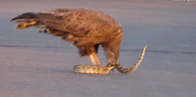Орёл-змееяд употребил в пищу змею на глазах у туристов в ЮАР ▶