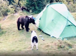 Отважный пёс до последнего пытался отогнать медведей от хозяйской палатки - видео