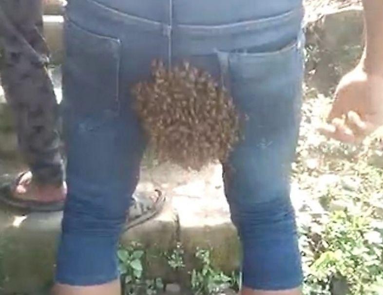 Пчёлы, следуя за маткой, обосновались на задней части индийца ▶