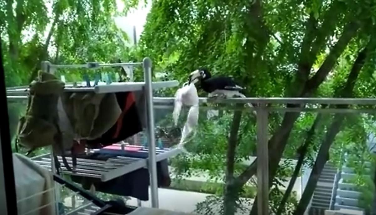 Пернатый воришка стащил нижнее бельё с балкона жительницы Сингапура